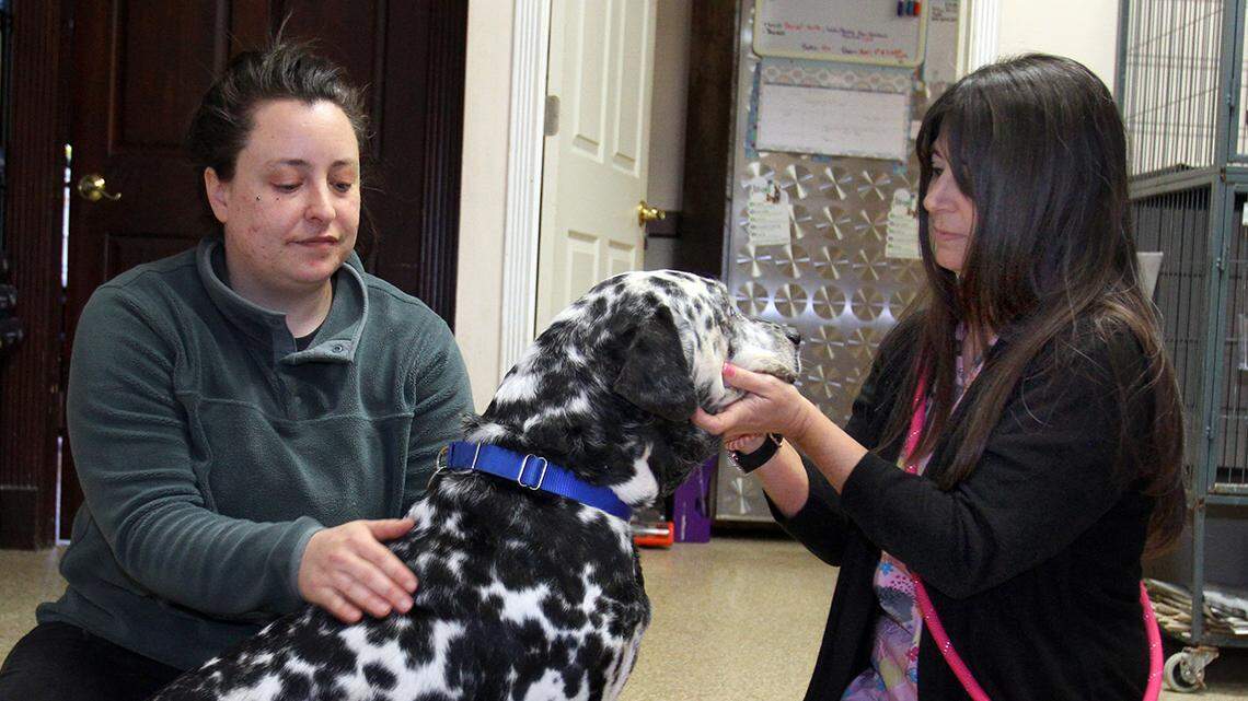 Jane MacMurchy, operations director for Animal Charity Humane Society in Boardman (left), and veterinary assistant Diana McIntyre examine Pongo at the Market Street facility on March 30, 2022.