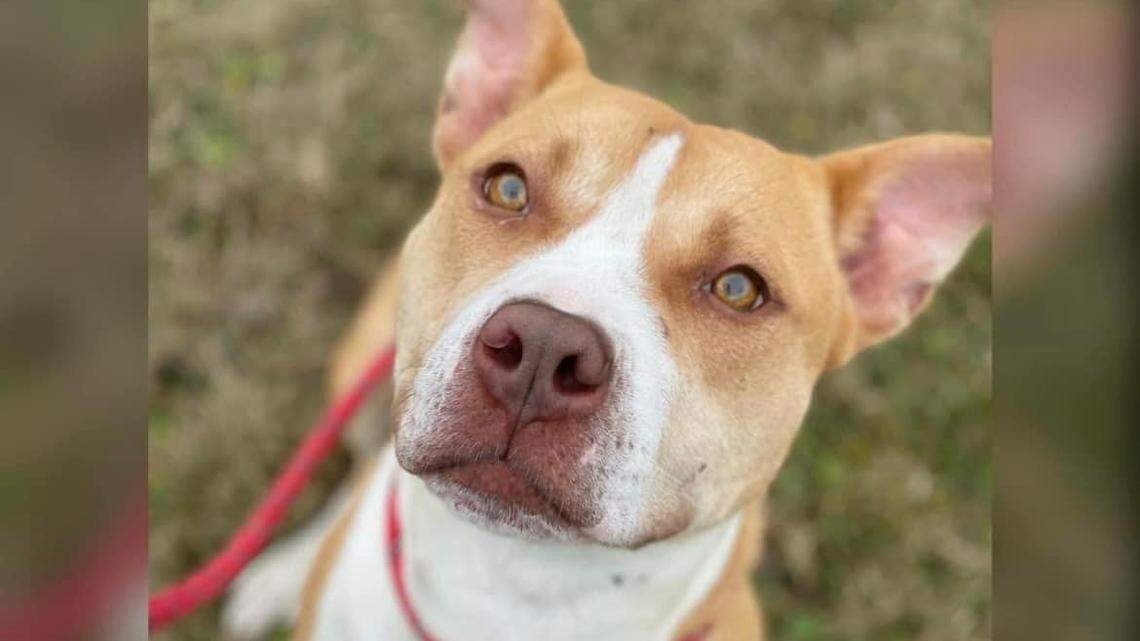 Magnolia is one of many dogs available for adoption who was brought to the Mahoning County Dog Warden.