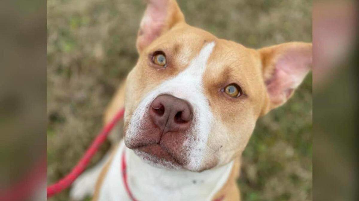 Magnolia is one of many dogs available for adoption who was brought to the Mahoning County Dog Warden.