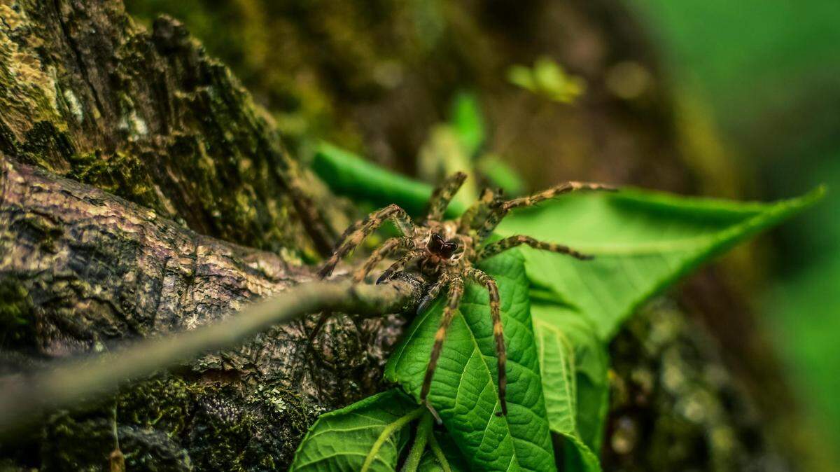  https://www.pexels.com/photo/brown-spider-on-green-leaf-8150221/