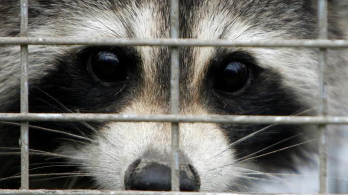 Racoon