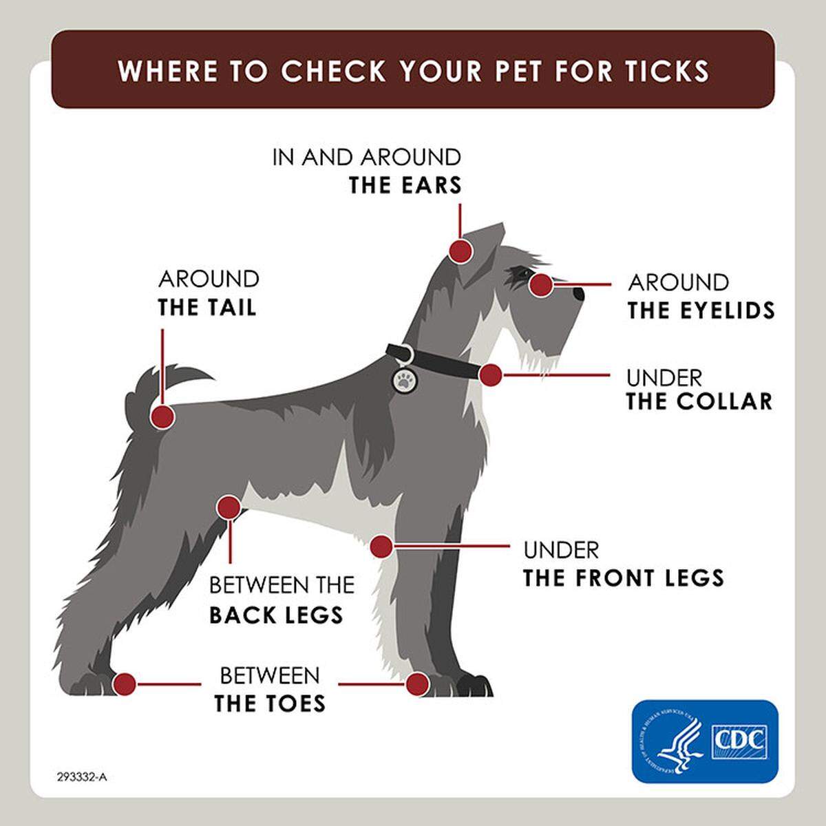 Here’s where to check your pets for ticks, according to the CDC