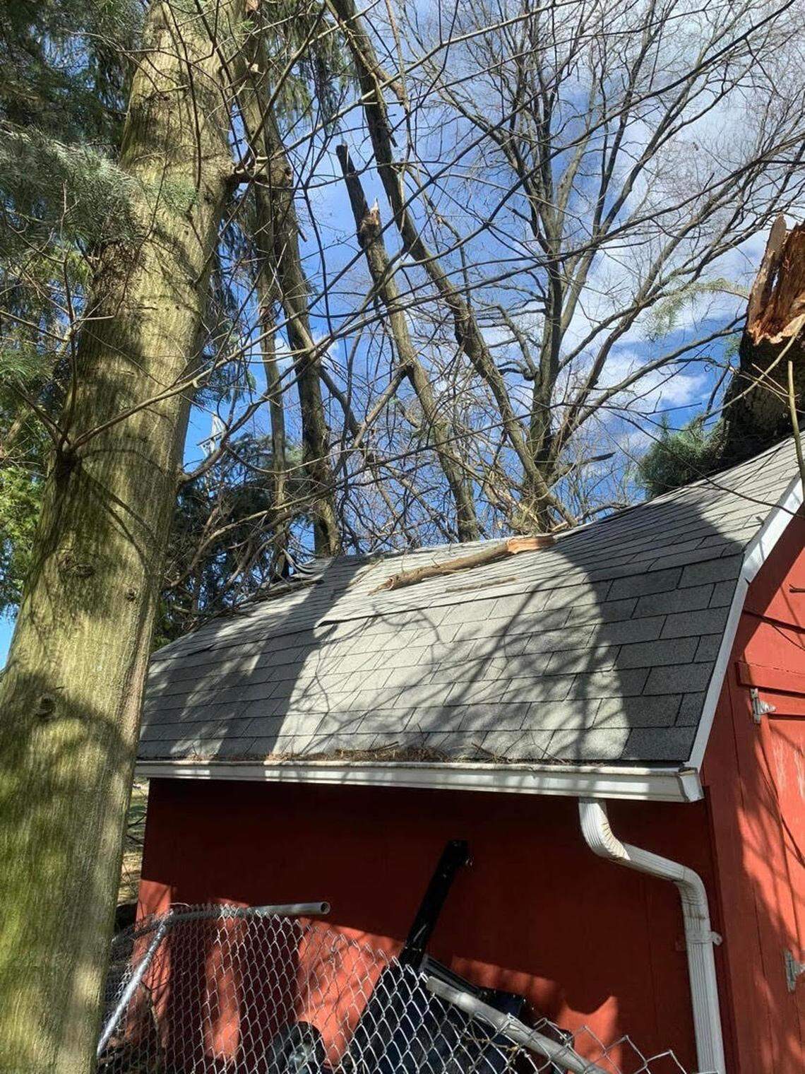 Trees uprooted by high wind in Poland backyard
