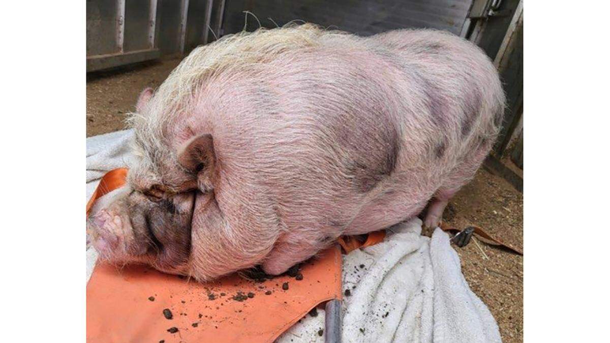 Shown here is Oreo, a pig rescued from a Campbell home on July 8, 2022. Police say the pig is “extremely obese” and unable to support her weight. Her keepers have been charged with animal cruelty.