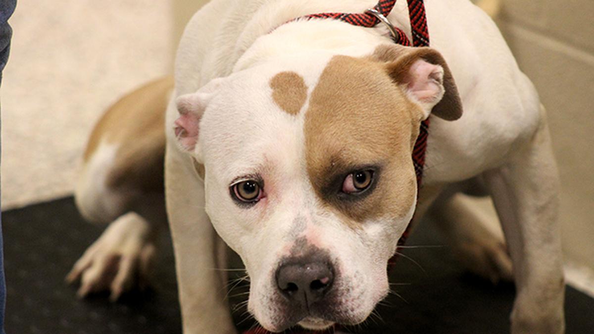 A dog recently taken in at the Mahoning County Dog Pound in Youngstown was nervous about being weighed on Tuesday, July 13, 2021.