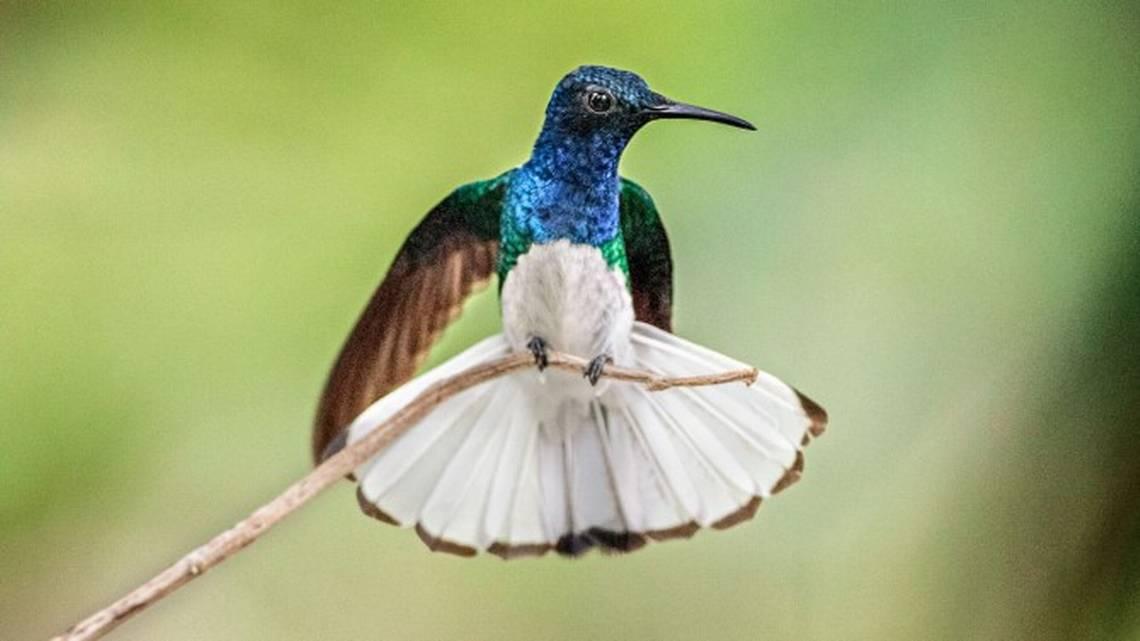Some female white-necked jacobin hummingbird sport male feathers to avoid physical harassment from aroused and hungry males, according to a new study published in the journal Current Biology.  CORNELL LAB OF ORNITHOLOGY