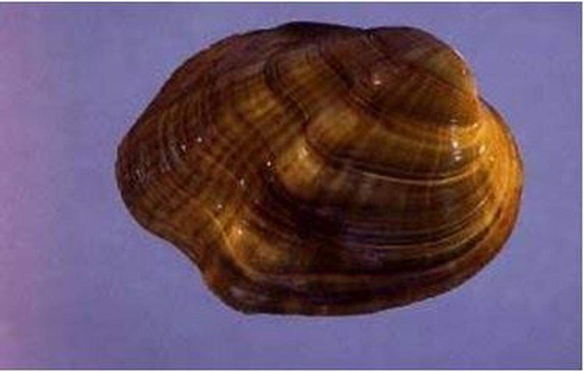 While the tubercled blossom pearly mussel, seen here, is now extinct, other freshwater mussel species are still found in Kentucky Here’s what to know about critical habitat designations.