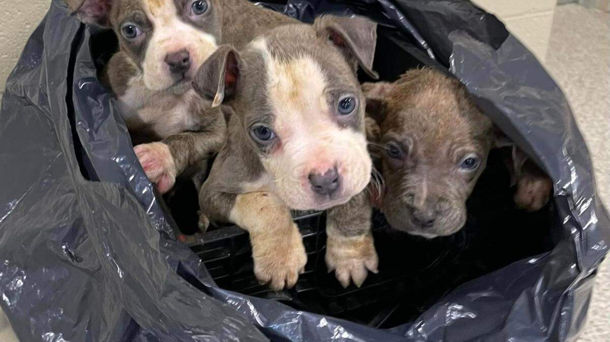 Puppies found in Youngstown