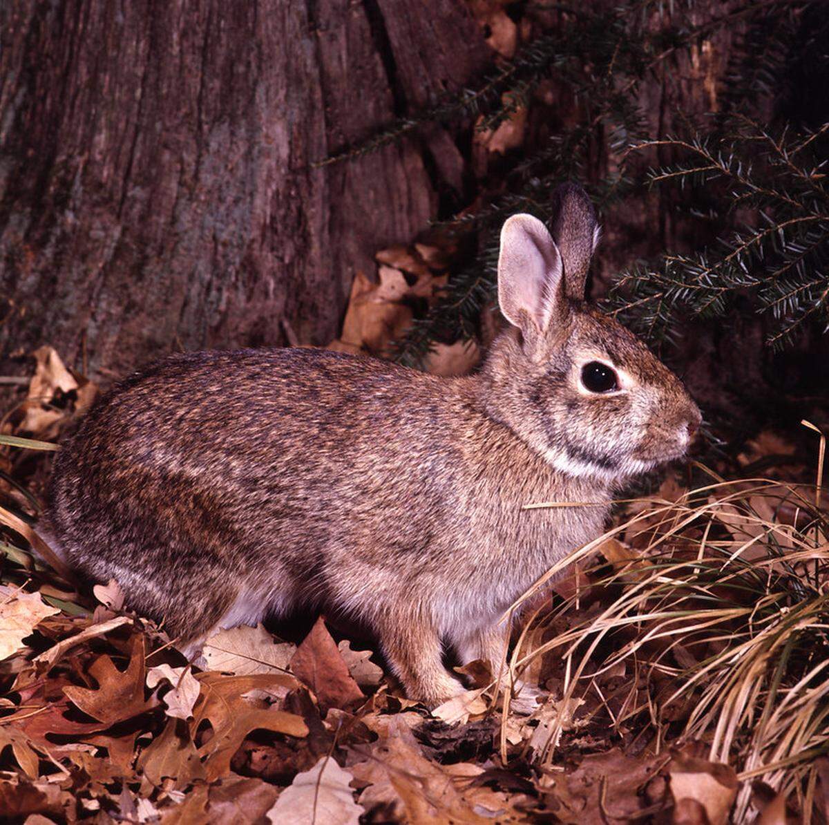 Rabbit hunting season ends Feb. 29. Cottontail rabbits like this one are OK to hunt in Ohio.