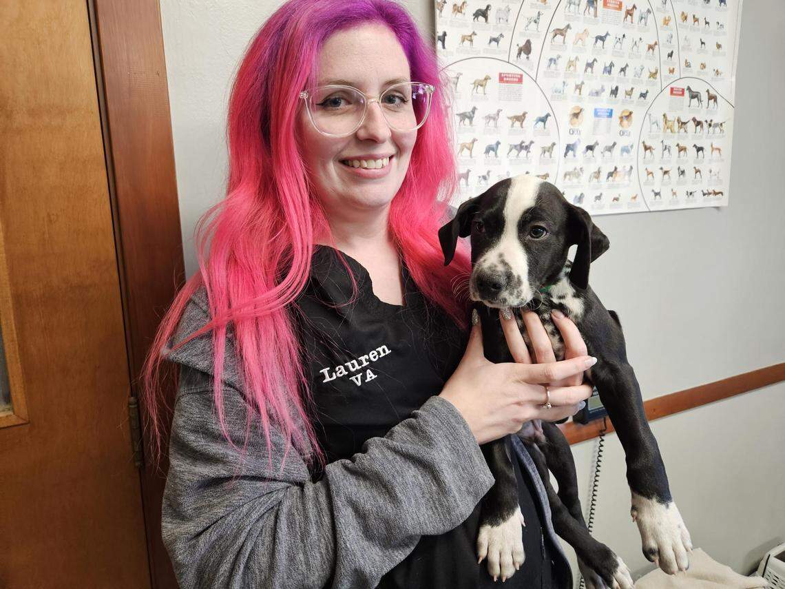 Lauren Johnston is a veterinary assistant at Lemony Snippet, a new spay and neuter clinic open in Struthers.