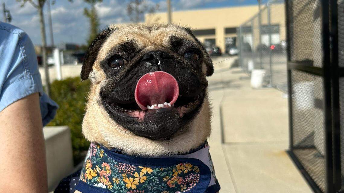 Getting ready for the second annual Mahoning Valley Pug Fest this Saturday at Penguin City Brewing Company.