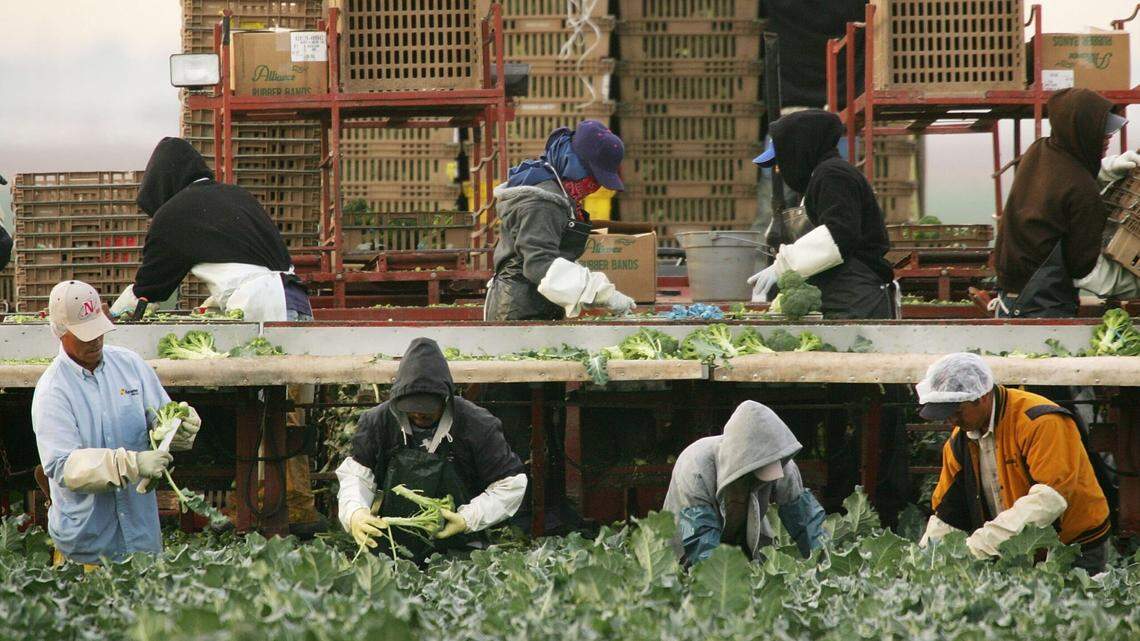 Immigrant farm workers harvest broccoli.