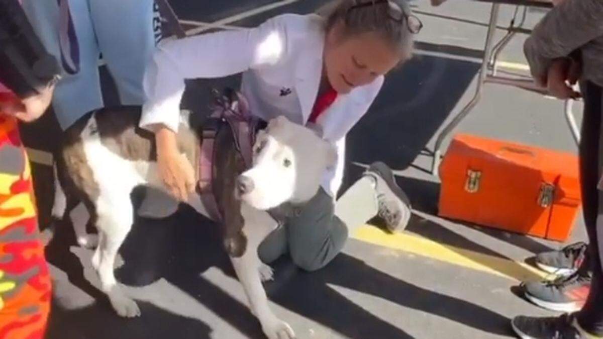 Buster’s Brigade and the YSU Pre-Veterinary Society clinic