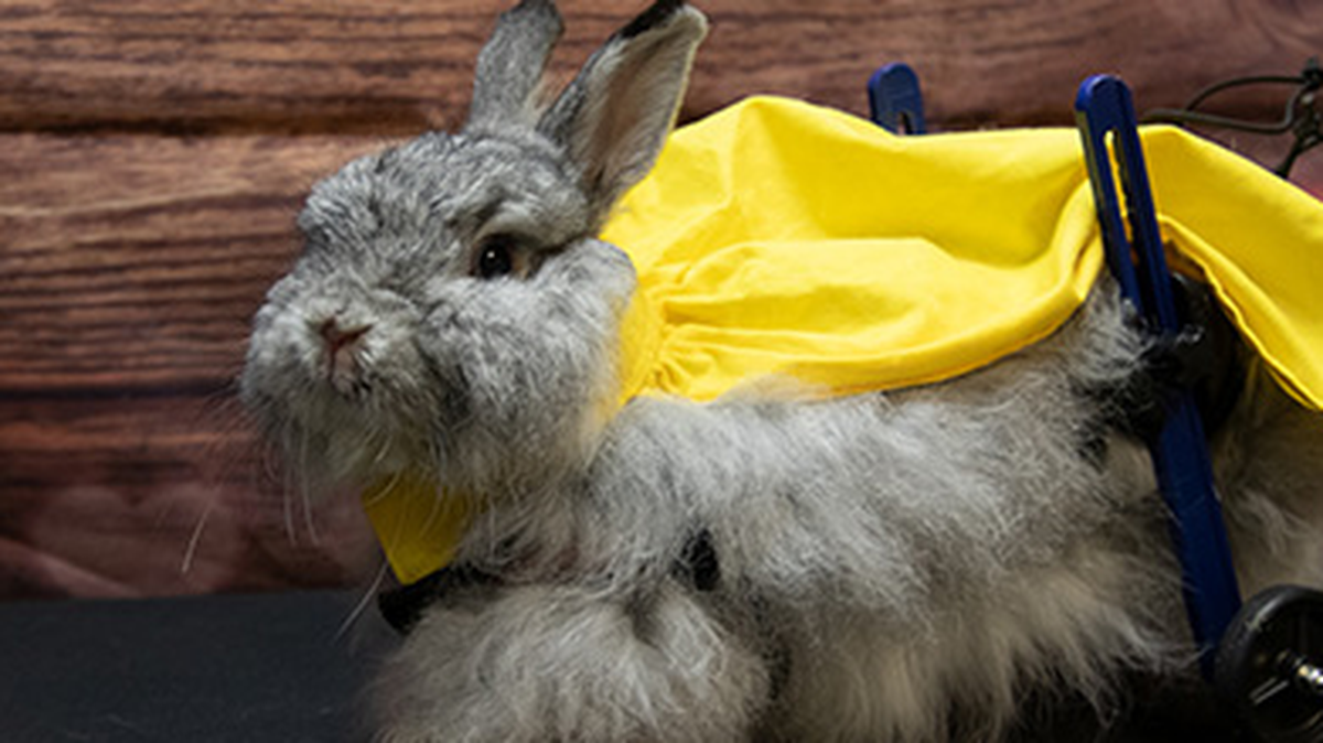 Meet a bunny from Youngstown named Frankie Blue Eyes