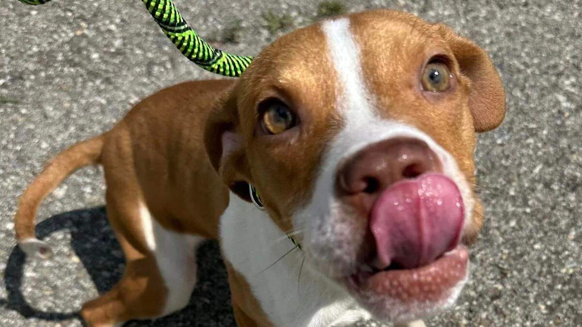 Marco is an adoptable dog from Mahoning County Dog Warden