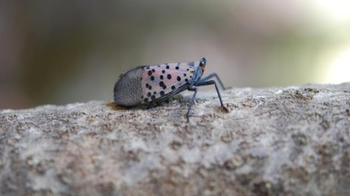 Spotted lanternflies have been reported in Ohio, Indiana, Pennsylvania and several other states.