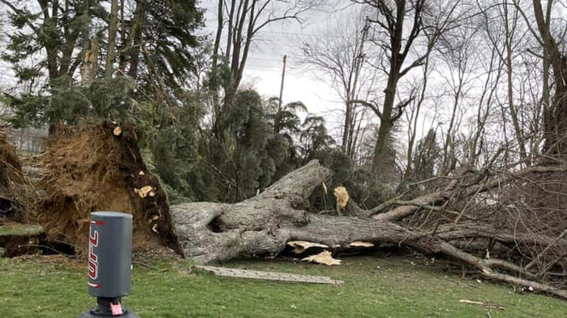 Trees uprooted by high wind in Poland backyard