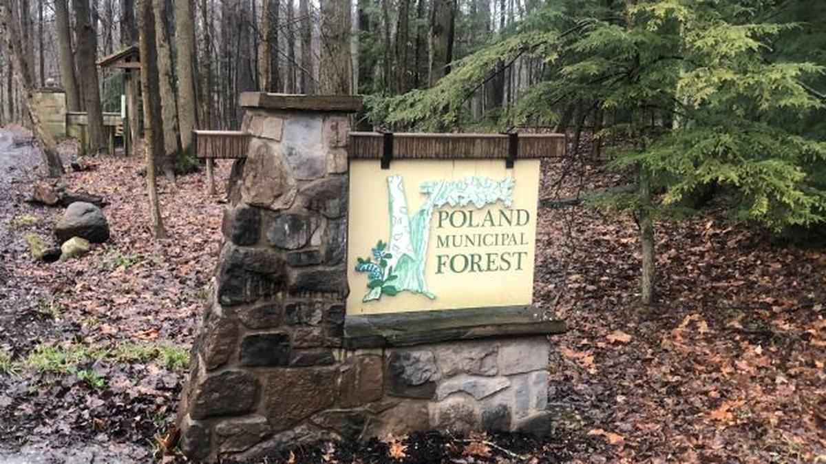 The Poland Municipal Forest board will meet today to discuss a report from EnviroScience, an environmental consulting firm. (Jess Hardin | Mahoning Matters)